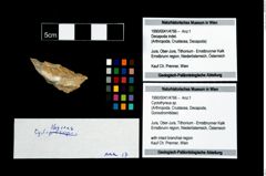 Foto (Objekt + Etikett) von Cyclothyreus sp.  (NHMW-GEO-1990-0041-4766)